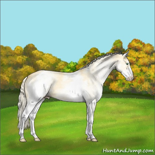 Horse Color:White Spotted Gold Cream Champagne