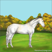 Horse Color:White Spotted Gold Cream Champagne 