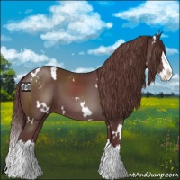 Horse Color:White Spotted Chocolate Smoky Black Splash 