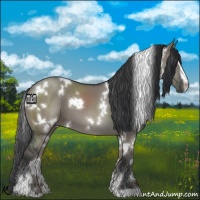 Horse Color:White Spotted Grullo Sabino 