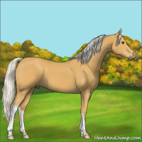 Horse Color:Silver Buckskin 