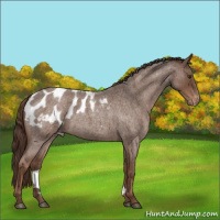 Horse Color:Liver Red Roan Appaloosa 