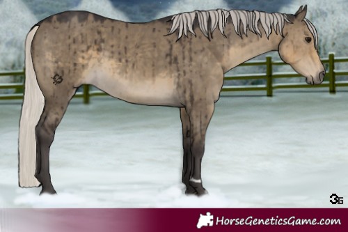 Horse Color:Silver Smoky Grullo Brindle