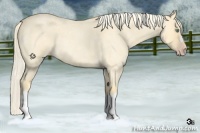 Horse Color:Gold Cream Champagne Roan Dun 