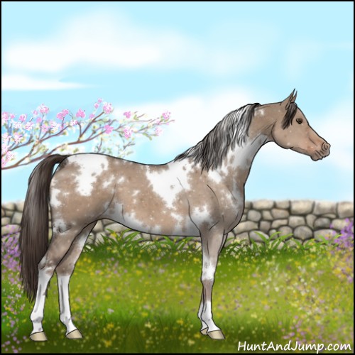 Horse Color:White Spotted Liver Red Dun