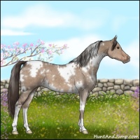 Horse Color:White Spotted Liver Red Dun 