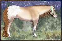 Horse Color:Red Onyx Pearl Appaloosa 
