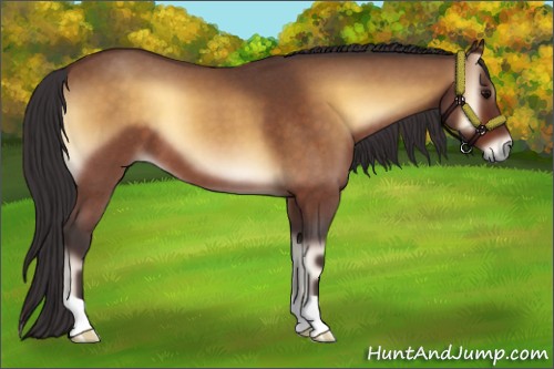 Horse Color:Buckskin Roan Onyx 