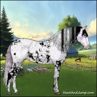 Horse Color:Watercolor Red Dun Sabino 