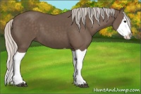 Horse Color:Silver Black Splash 
