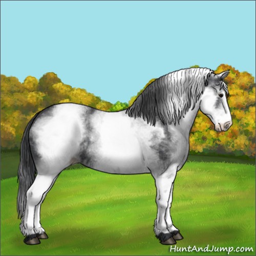 Horse Color:White Spotted Black 