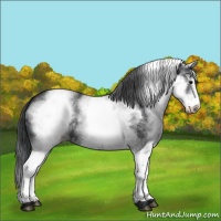 Horse Color:White Spotted Black 