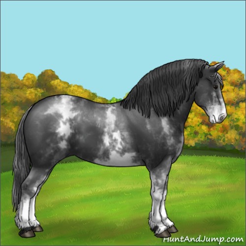 Horse Color:White Spotted Black