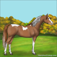 Horse Color:Chestnut Splash Tobiano