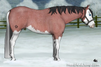 Horse Color:Bay Roan Splash