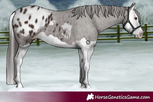 Horse Color:Liver Chestnut Splash Appaloosa 