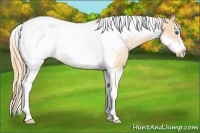 Horse Color:Gold Champagne Pearl Tobiano Frame 