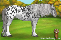 Horse Color:Black Appaloosa 