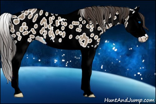 Horse Color:Smoky Grullo Splash Appaloosa 