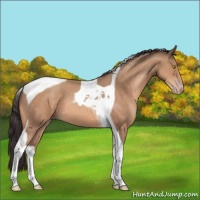 Horse Color:Amber Champagne Tobiano