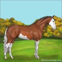 Horse Color:Silver Bay Splash 