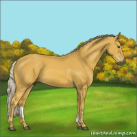 Horse Color:Gray Palomino