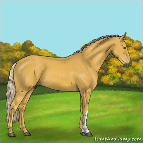 Horse Color:Gray Palomino