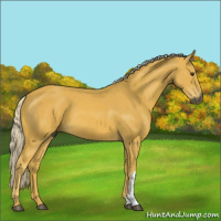Horse Color:Gray Palomino