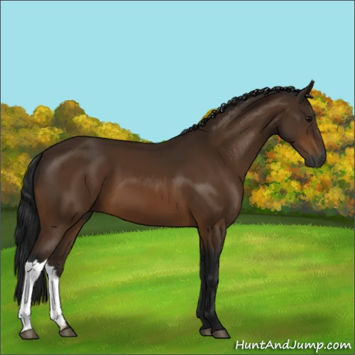 Horse Color:Gray Buckskin 