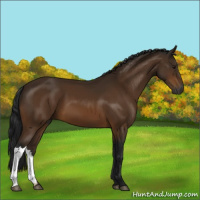 Horse Color:Gray Buckskin 