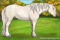 Horse Color:Gold Cream Champagne Pearl 
