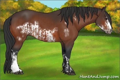 Horse Color:Bay  and Bay Frame 