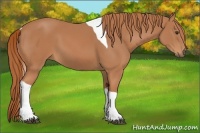 Horse Color:Chestnut Tobiano