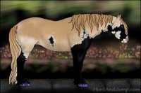 Horse Color:Chestnut Splash 