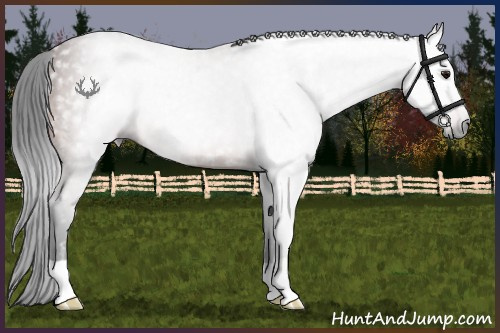 Horse Color:Gray Bay