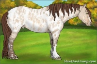 Horse Color:Amber Champagne Dun Appaloosa and Amber Champagne Dun Appaloosa