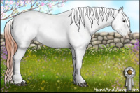 Horse Color:Bay Dun Varnish 