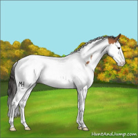 Horse Color:Bay Splash Tobiano Rabicano 