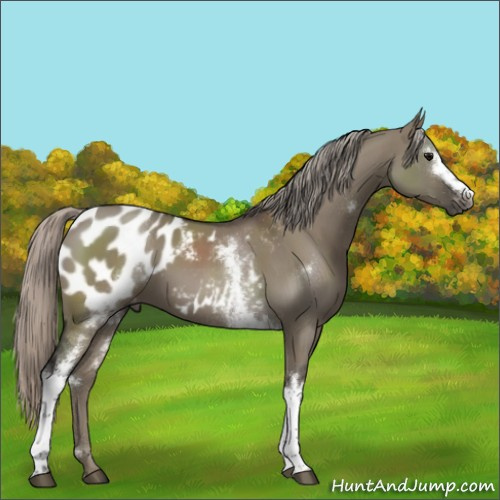 Horse Color:Gray White Spotted Silver Grullo Appaloosa 