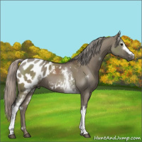 Horse Color:Gray White Spotted Silver Grullo Appaloosa 
