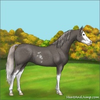 Horse Color:Silver Black Sabino Splash 