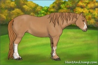 Horse Color:Chestnut  and Chestnut 