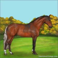 Horse Color:Brown Rabicano  and Silver Brown Rabicano 