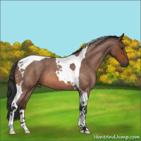 Horse Color:Bay Roan Tobiano