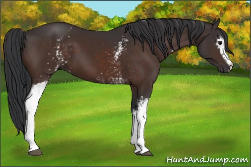 Horse Color:White Spotted Brown 
