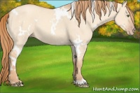 Horse Color:White Spotted Gold Champagne Dun