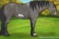 Horse Color:Grullo Frame