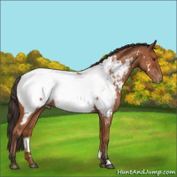 Horse Color:Bay Roan Appaloosa 