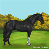 Horse Color:Gray Black 
