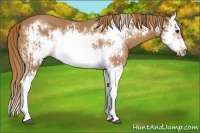 Horse Color:Chestnut Splash Frame  and Chestnut Splash Frame 